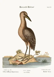 Der braune Rohrdommel, 1749-73